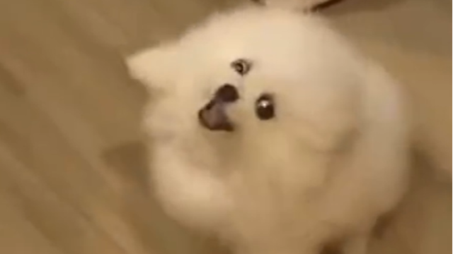 47岁女子因自家幼犬轻咬未处理,引发狂犬病