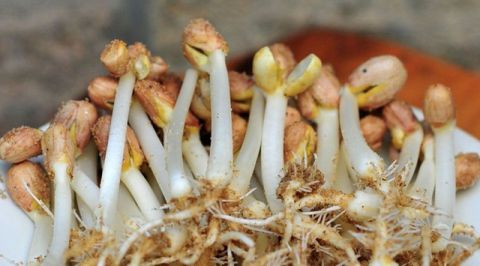 他不但可以生吃,而且营养特别丰富,被誉为"万寿果芽"