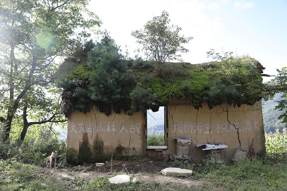 实拍中国空心村：年轻人外出淘金，村里只剩几十人屋顶长草