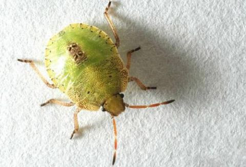 椿象又称臭屁虫,屎屁虫,打屁虫,它们会分泌出恶臭液体从而挥发到空气