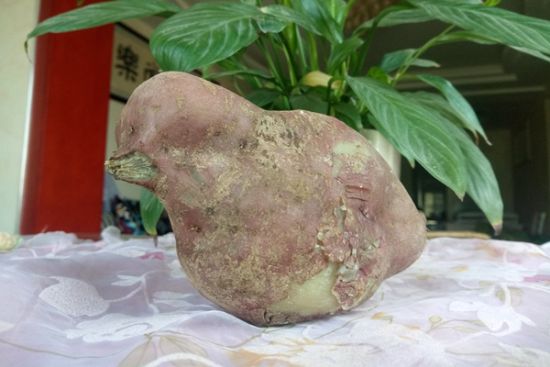 农民种出奇特红薯 网友: 神似小鸡