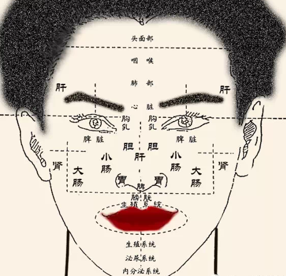 眉宇中分肝为外(眉梢有斑者,肝有病 内侧562_543