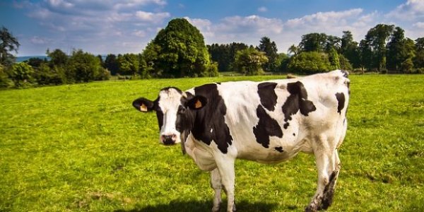 牛支原体感染再现 新西兰初级产业部出面安抚