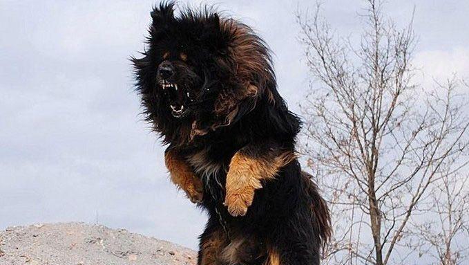 世界最凶猛的狗鬼脸獒王真如传说中那么神千万别听卖狗人瞎忽2