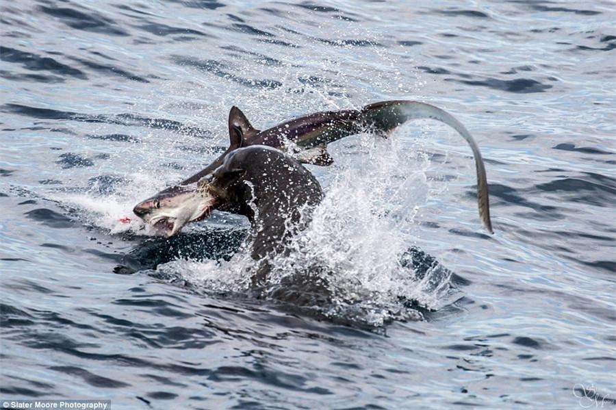 不可思议! 捕食者鲨鱼竟然成为了饥饿海狮的猎物