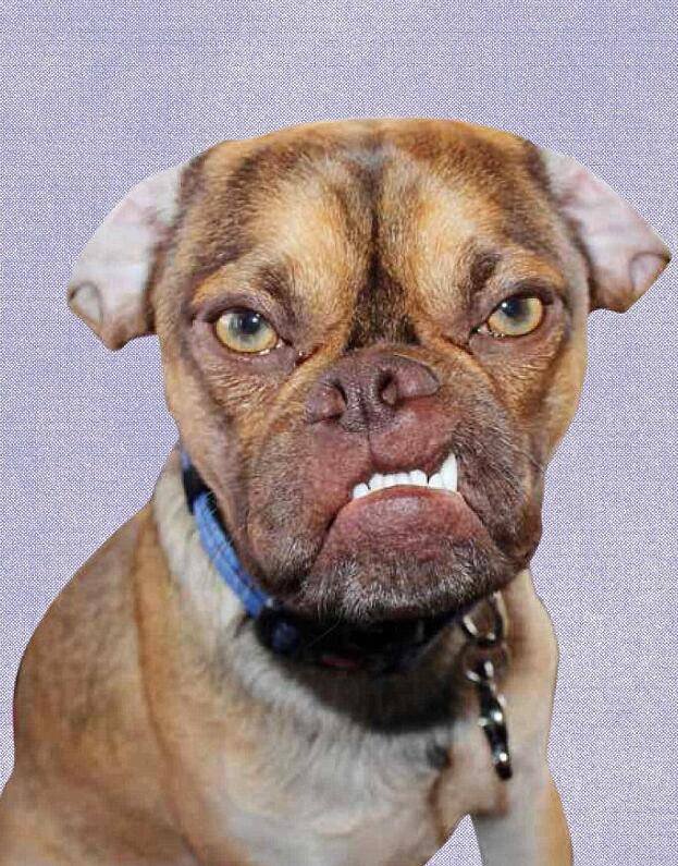 宠物狗因长相丑陋成网红 被称"最不爽的狗"(组图)