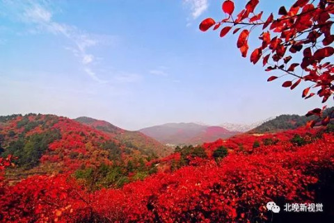 杨朔《香山红叶》