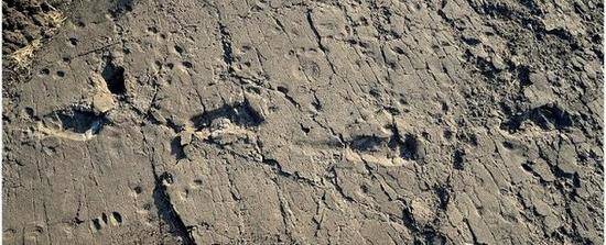 科学家们发现370万年前高大祖先的脚印