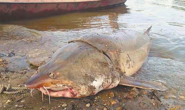 刷新你們認知的幾種大型淡水魚 每一個都是巨無霸 信息峰