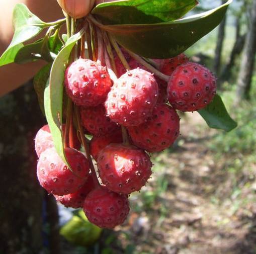 外形像袖珍荔枝的野果 这种野果就叫野荔枝 当地人说可以吃 酸酸甜甜