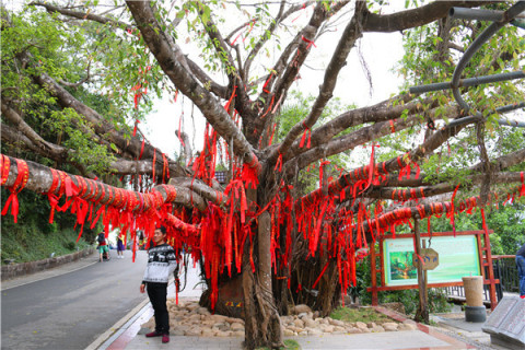 若能一见钟情 必去三亚鹿回头