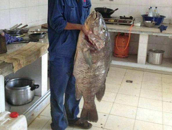 罗非鱼最大能长到多大?