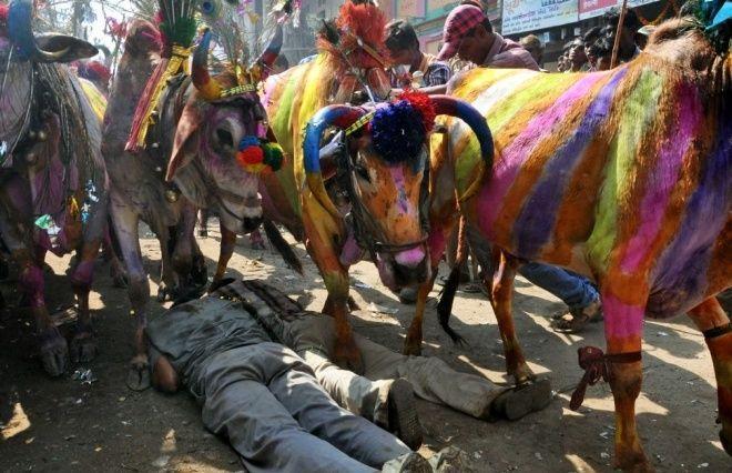 印度5大奇葩习俗, 人和狗结婚, 人喜欢接受牛的"临幸"