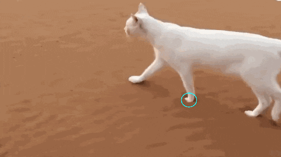 猫走路时为什么后爪能准确的踩到前爪的脚印上