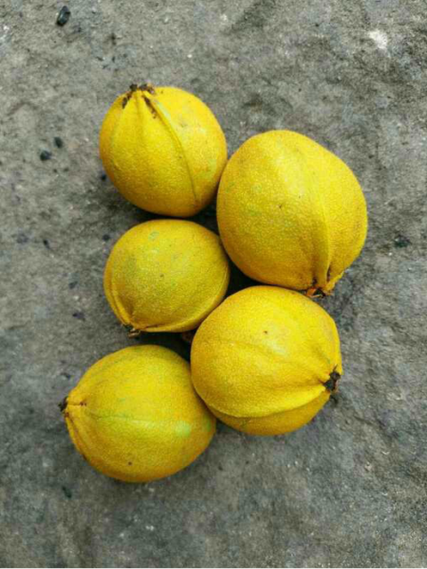 湖南沅陵金色核桃果王榨出生态智力元核桃油