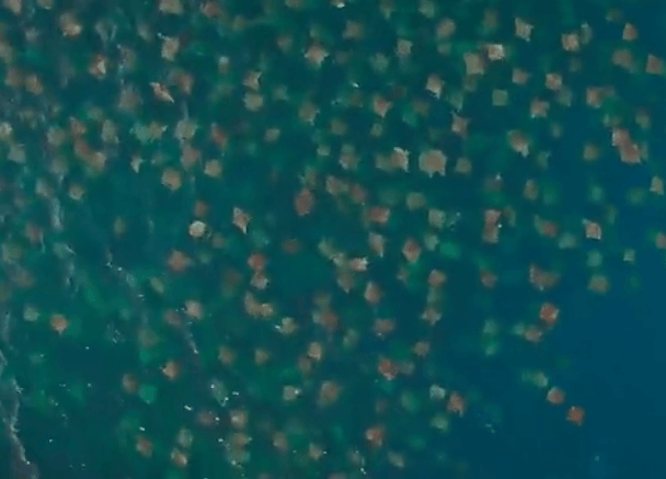 无人机拍下海面壮观一幕, 数万飞鱼飞出水面