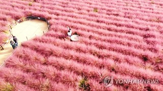 韓國忠南公州: 一見芒草便識秋 “粉色花海”又霸屏-圖4