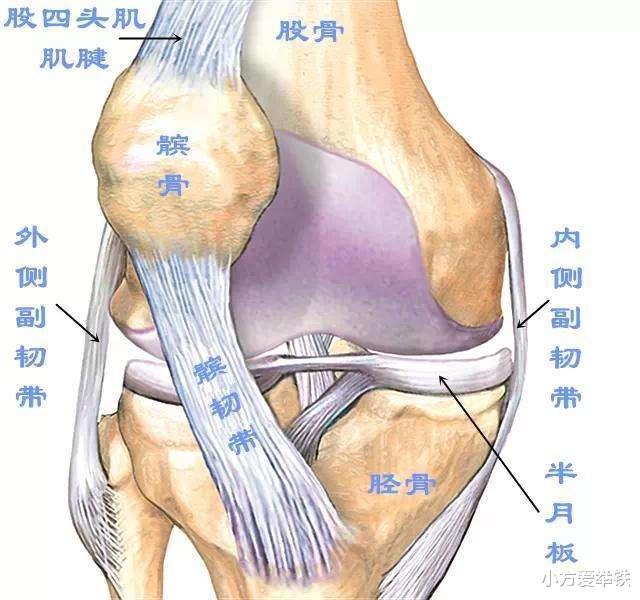 半月板后角的位置图图片