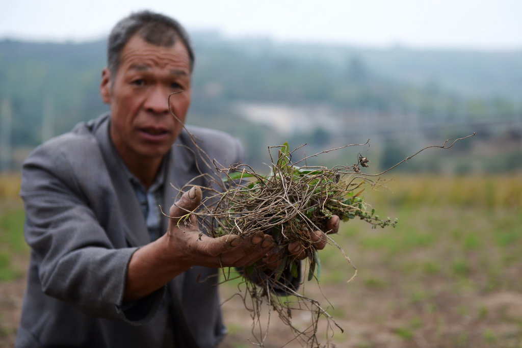 甘肃持续旱情致农作物减产严重