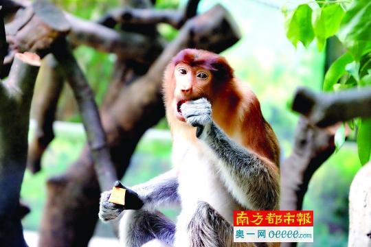 印尼国宝大鼻猴.南都记者 李向新 摄