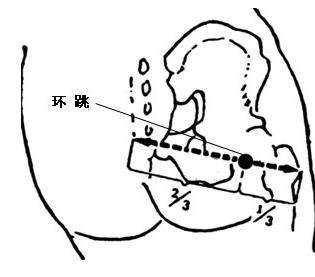 人体环跳的位置图图片