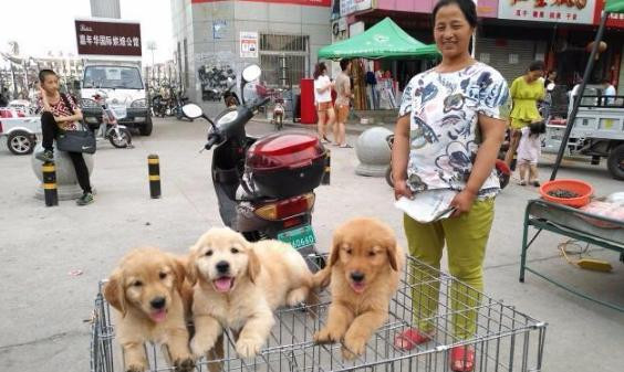 30岁小伙开宠物店, 利用一招“无偿领养”, 年赚300万, 学学人家