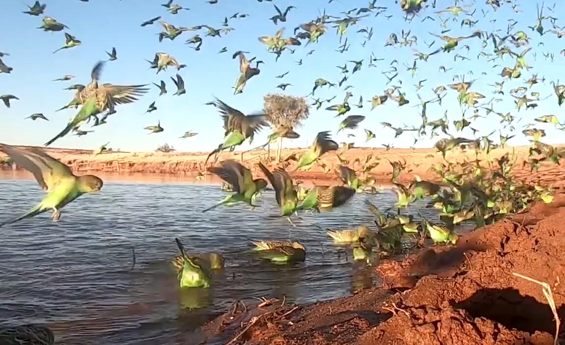 震撼場面! 澳大利亞數千隻虎皮鸚鵡被拍到在愛麗絲泉一處水源盤旋-圖1