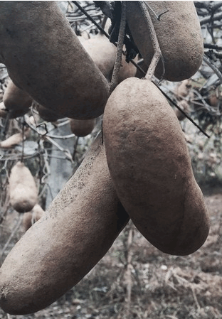 绍兴一种水果"冷饭包"成网红 销量大增