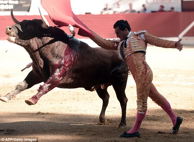 据报道,把fandino刺死的公牛今年5岁,名为打嗝,在那一场斗牛表演中