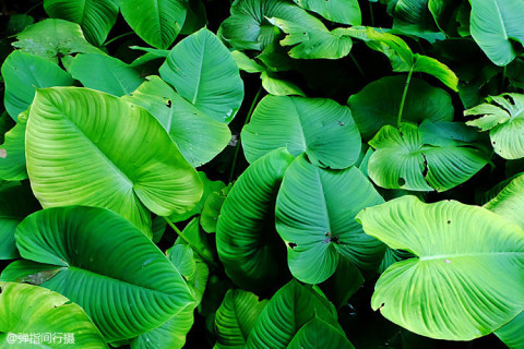 在这样的幽绿秘境中,连蜗牛也是绿色的.