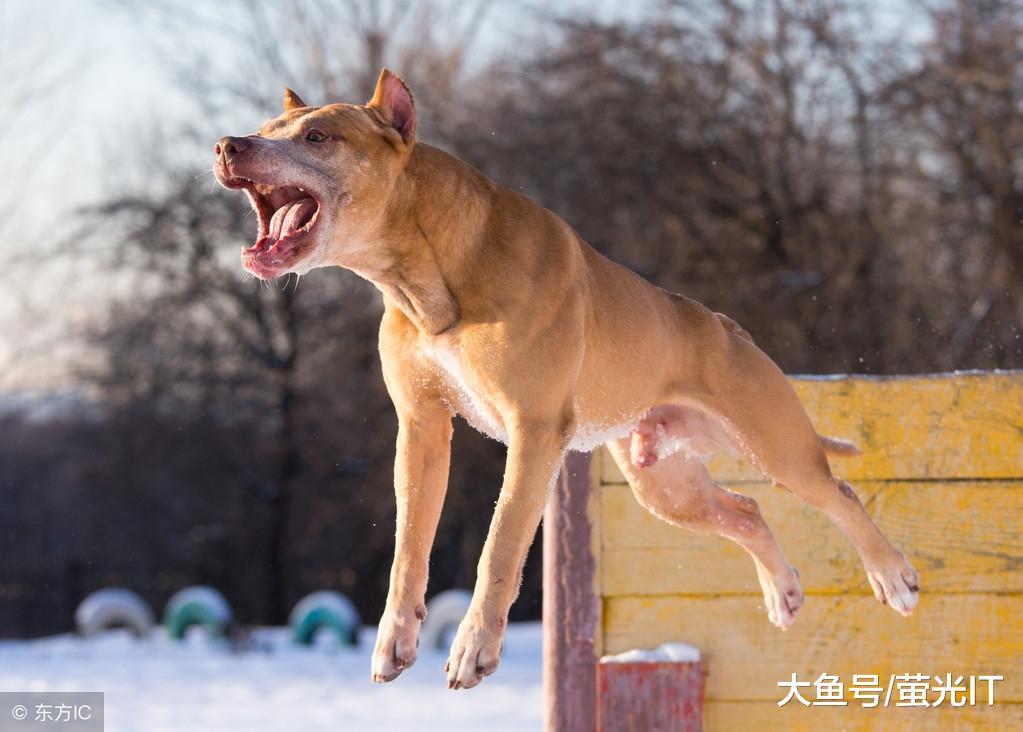 自媒咖-免费的自媒体辅助软件_今日头条采集_爆文采