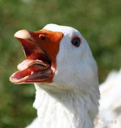 舌头上也有牙!就问你怕不怕!