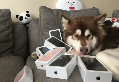 可可是阿拉斯加雪橇犬,为大型犬.