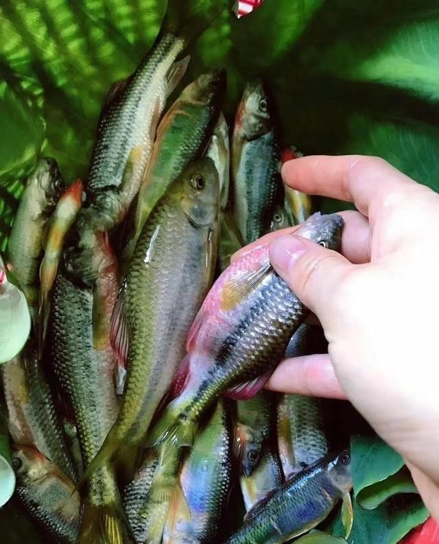 比起几十斤的大青鱼 大鲢鱼 这些溪流精灵才是千岛湖人的最爱 全网搜 比起几十斤的大青鱼 大鲢鱼 这些溪流精灵才是千岛湖人的最爱 全网搜