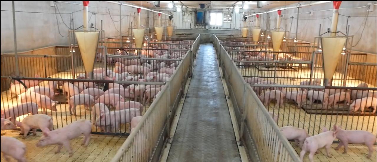 用最少的地养最多的猪廊下楼房养猪场保障猪肉供应