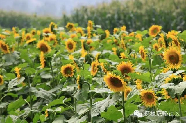 夏天国内最适合亲子游的8个地方