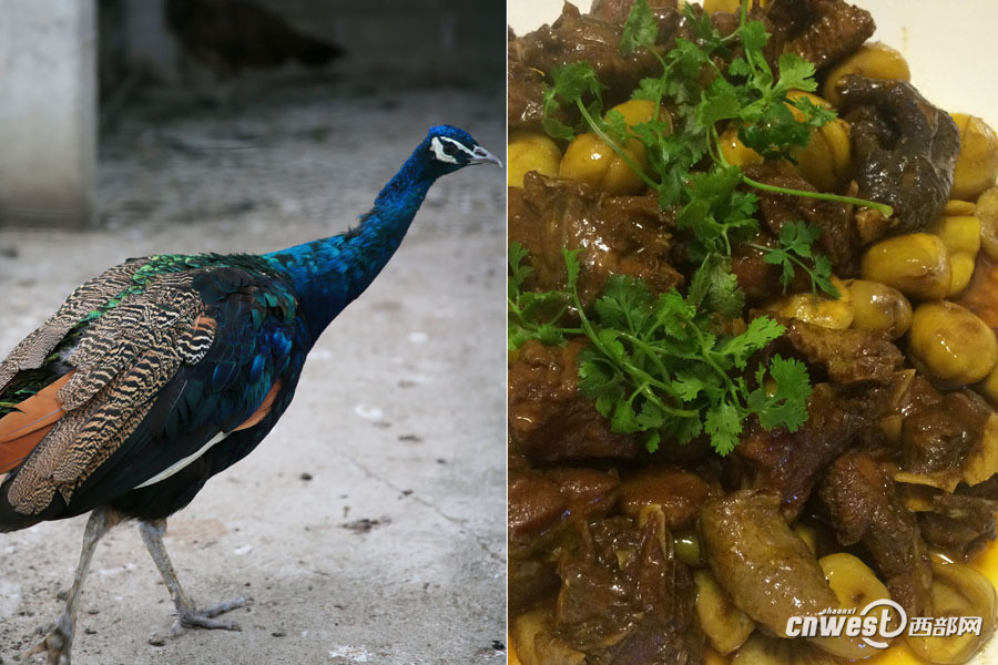 勉县深山养孔雀不为观赏只为吃肉 一只孔雀卖700元