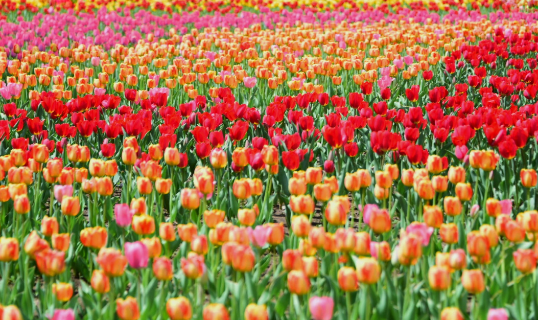 全球看花最美的地方 能让你领略到不同的浪漫 且景色特别迷人 资讯风