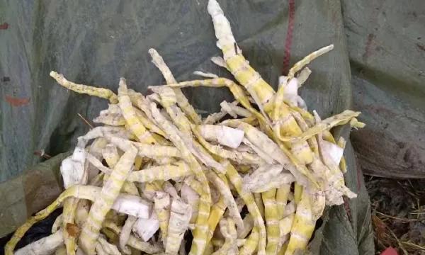 检查前村里就收到通知！硫磺笋为何总能躲开监管？