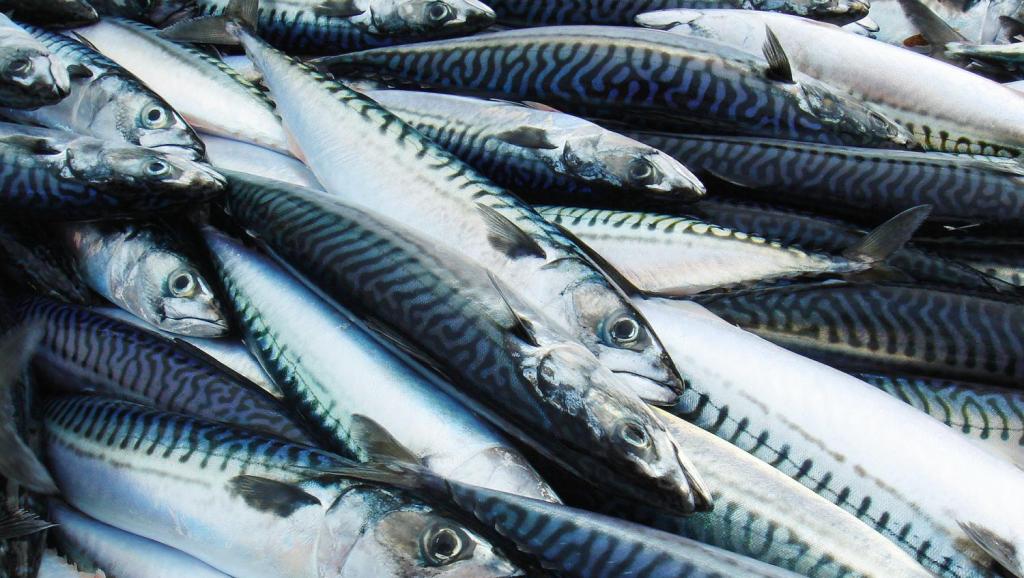 世界上最繁盛的鱼种大西洋鲱鱼, 在海洋中是最常见的!