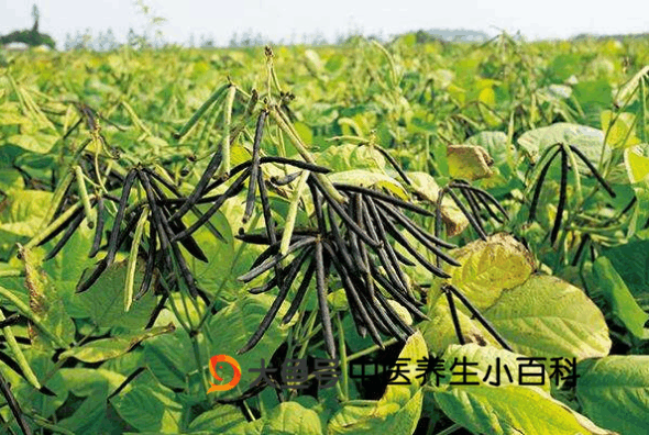 秋季吃绿豆好处多多 但是这些禁忌你一定要知道!
