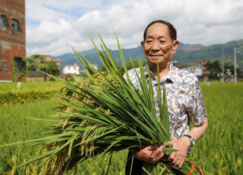 灌阳超级稻亩产首破千公斤 创造华南稻区亩产世界纪录