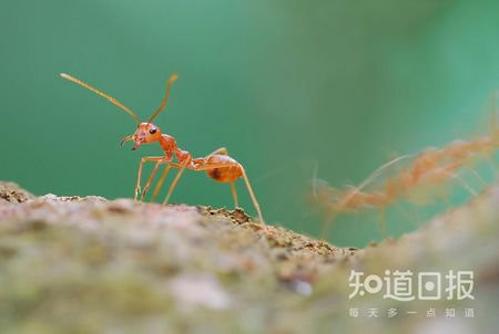 更嚴重的會引起過敏性休克甚至死亡,這就是火蟻名稱的由來