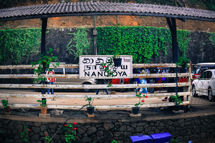 掛火車飛馳在高山茶園