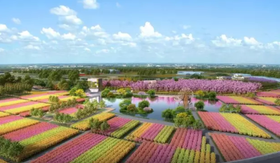 漳州北高速出口将成花海 10万株桂花正在种植