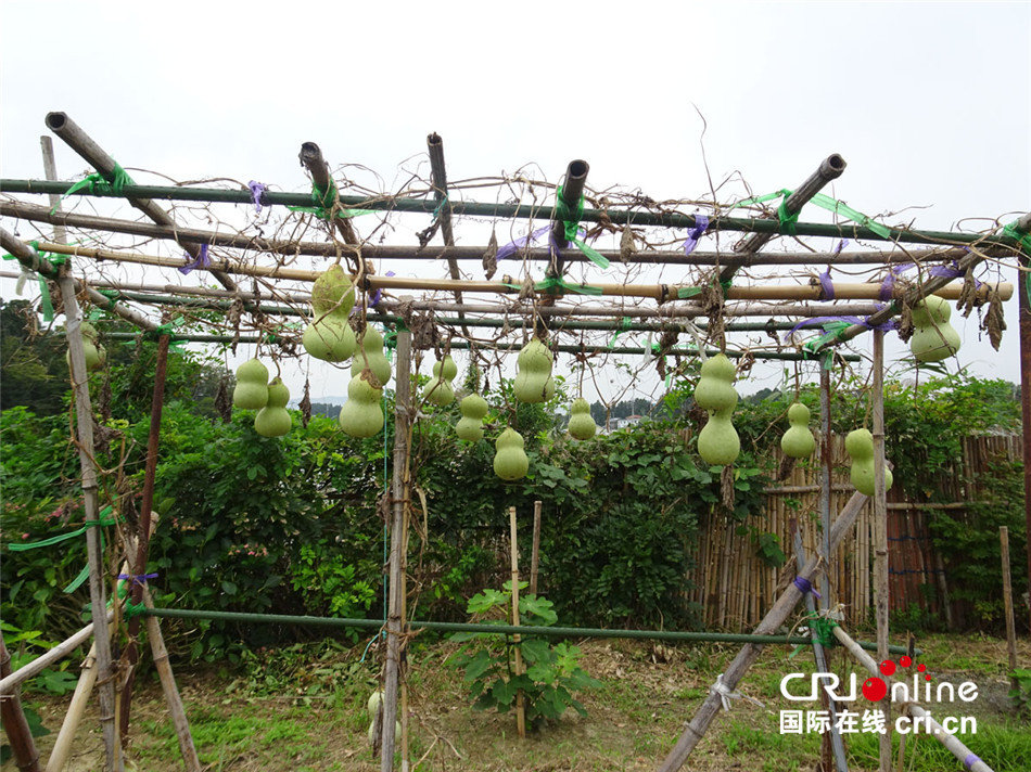 日本政府号召人们用行走让东北地区恢复元气